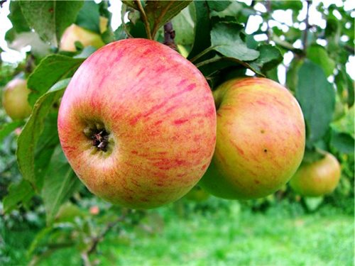 Їжте яблука – будьте здорові!
